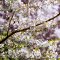 Cherry Blossoms