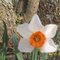 spring time, shelbyville, tn