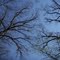 Winter trees at Knob Noster State Park