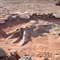 Dinosaur Bones