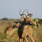 Deer @ Port Mansfield