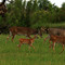 Deer @ Port Mansfield, Texas