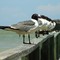 Seagulls