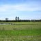 FM 363_Thirsty Holsteins on Easter Break