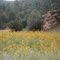 Sunflowers at Reserve, New Mexico