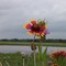 Wildflowers of Gonzales