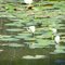 Lillypad