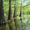 Cypress Trees