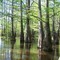 Lake Sam Rayburn - Cypress Swamp