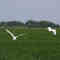 Herons in Rice Field