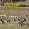 Canadian Geese at Keeler Oak