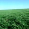 Fields of Green