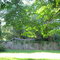 Ivy Fence 2