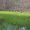 river grass