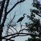 Blue Heron Haw River, NC