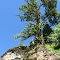 Cool Tree
