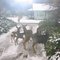 Some winter visitors