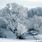 WINTRY DAY ON THE WIND RIVER