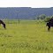 Two mares and a foal grazing on pasture next to U.S. Hwy. 20, Lucerne (Thermopolis P.O.), Wyoming. Looking easterly.