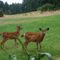 Bambi's