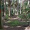 Trail Through Woods