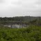 Honey Road beaver pond