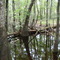 Center Swamp
