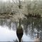 FOREST LAKE. NEAR TALLAHASSEE, FLORIDA.