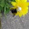 Bee Live it!  Bee Diet!      The Spider, is Eating a Bumble Bee !