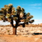 Joshua Tree