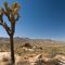 Joshua Tree
