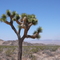 Joshua Tree in Joshua Tree NP
