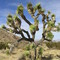 Joshua Tree