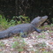 Everglades