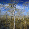 Cypress Forest #1
