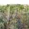 View of trails from a treestand.