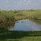 Everglades