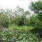 The Everglades