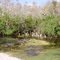 Big Cypress