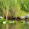 le long des fossés , dans les Everglades