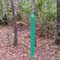 15 - Galls on Sand Pine