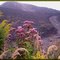 Beauty can be found almost everywhere,even on coal mounds