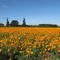 Poppy Field of Orange outside Silverton