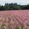 Flower Field outside Silverton