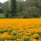 Beautiful flower field!  NO photoshop for colors!