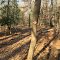 Red Trail - Jordan Lake State Recreation Area