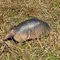 Armadillo 2, Merritt Island Wildlife Refuge, Fl