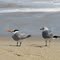 Royal Tern -Thalasseus maxima