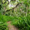 Walk through the Oak Hammock Trail (Merrit Island National WiIdlife refuge) near Titusville 1