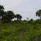 Merrit Island National WiIdlife refuge (near Titusville 3)